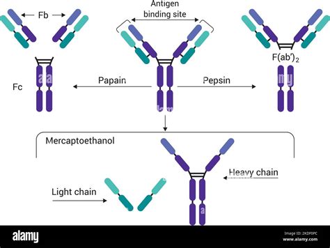 how are enzymes similar to antibodies